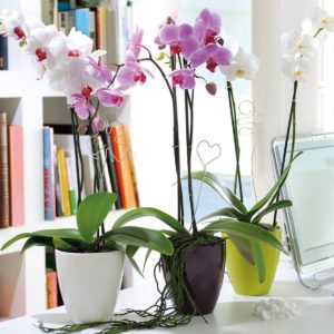orquidea-decoracion
