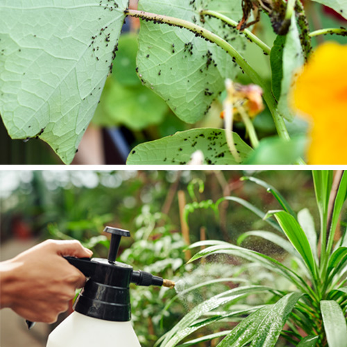 que-es-la-gestion-integrada-de-plagas-y-enfermedades-en-jardineria Qué es la Gestión Integrada de Plagas y Enfermedades en Jardinería