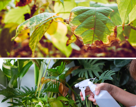 que-es-la-gestion-integrada-de-plagas-y-enfermedades-en-jardineria Qué es la Gestión Integrada de Plagas y Enfermedades en Jardinería