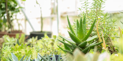 que-es-la-gestion-integrada-de-plagas-y-enfermedades-en-jardineria