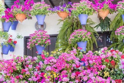 window-with-red-geraniums-in-blue-pots-2024-09-23-01-25-55-utc