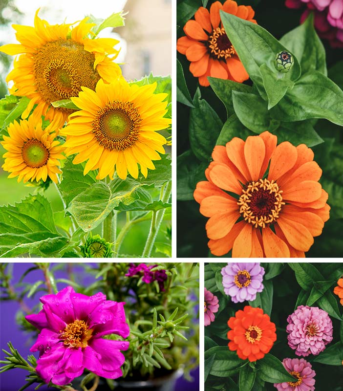 espacios-verdes-que-sembrar-en-verano01 Qué sembrar en verano: flores, hierbas y hortalizas para disfrutar al máximo tu jardín