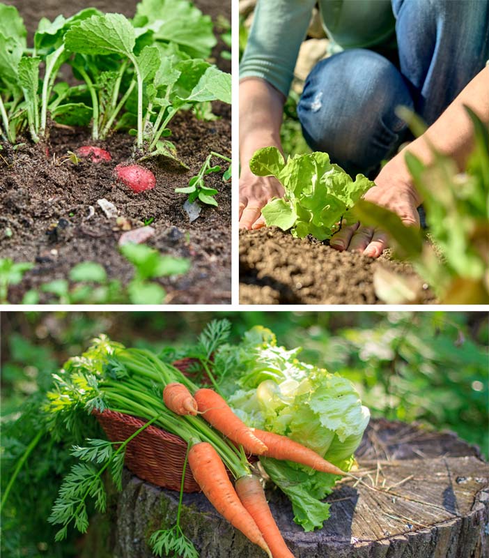 espacios-verdes-que-sembrar-en-verano03 Qué sembrar en verano: flores, hierbas y hortalizas para disfrutar al máximo tu jardín