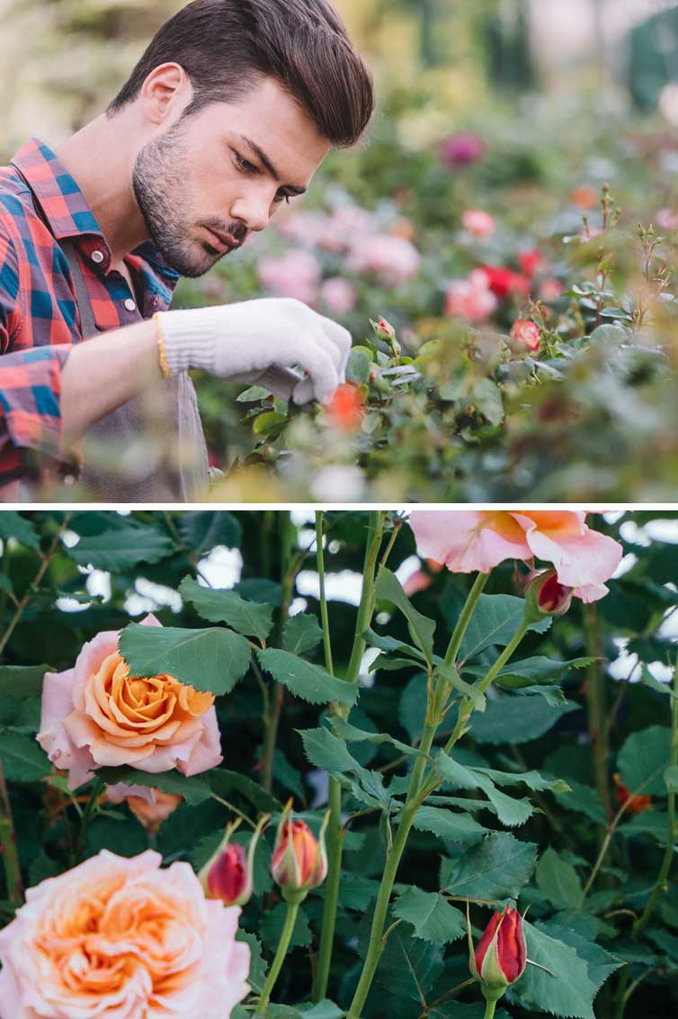 Cuidado de los rosales en verano: claves para un jardín en flor