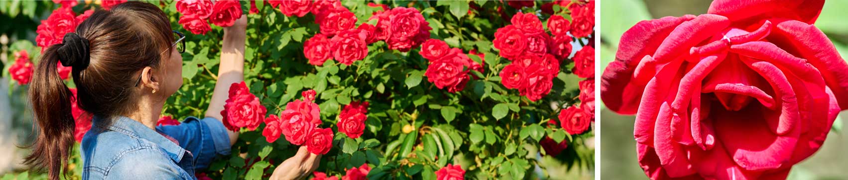 Cuidado de los rosales en verano: claves para un jardín en flor