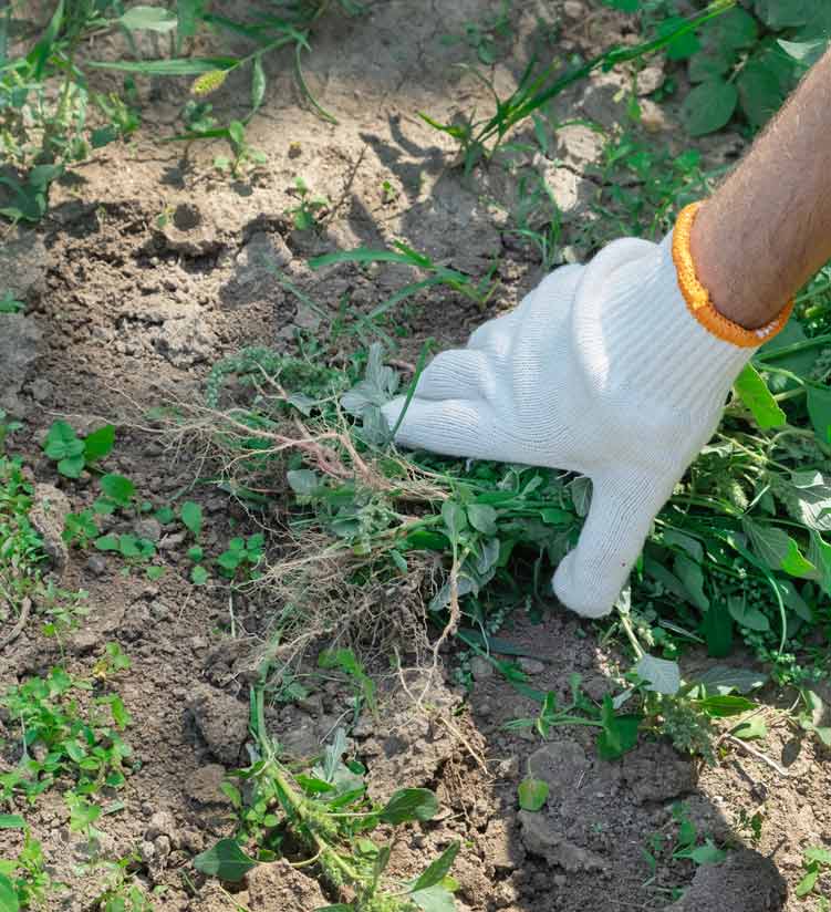 Cómo recuperar tu césped tras el calor del verano