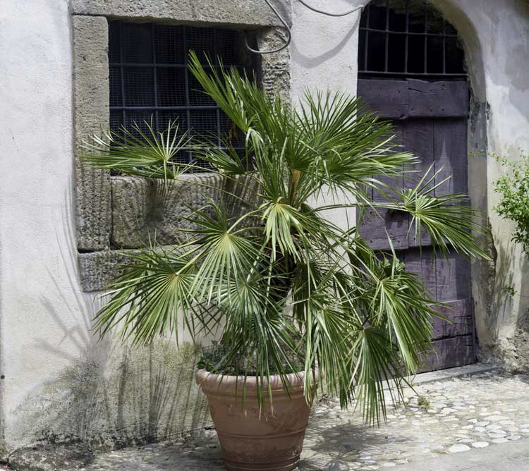 ¿Maceta de barro o plástico? Pros y contras para cada tipo de planta