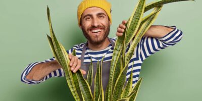 las-mejores-plantas-de-interior-para-principiantes-dest