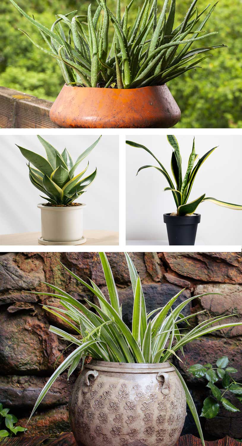 las-mejores-plantas-de-interior-para-principiantes02 Las mejores plantas de interior para principiantes