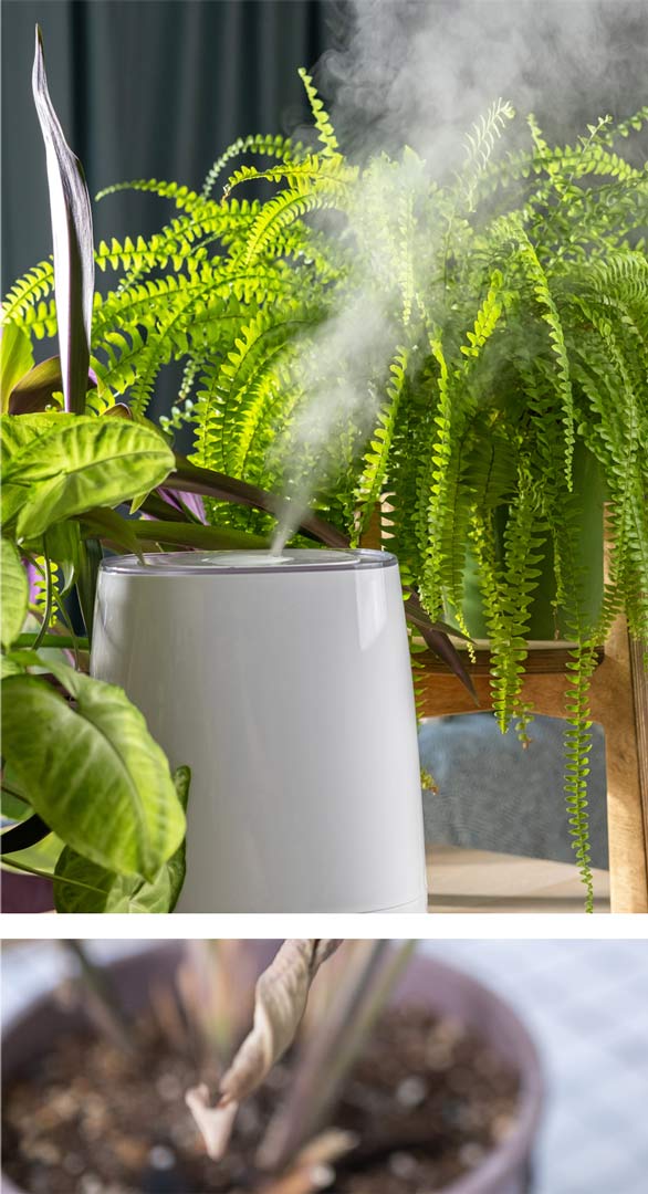 Cómo cuidar tus plantas de interior con calefacción en casa