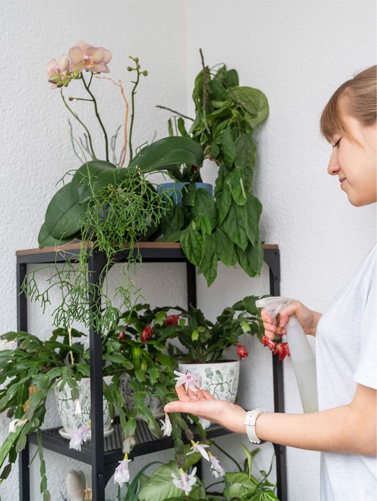 Cómo cuidar tus plantas de interior con calefacción en casa