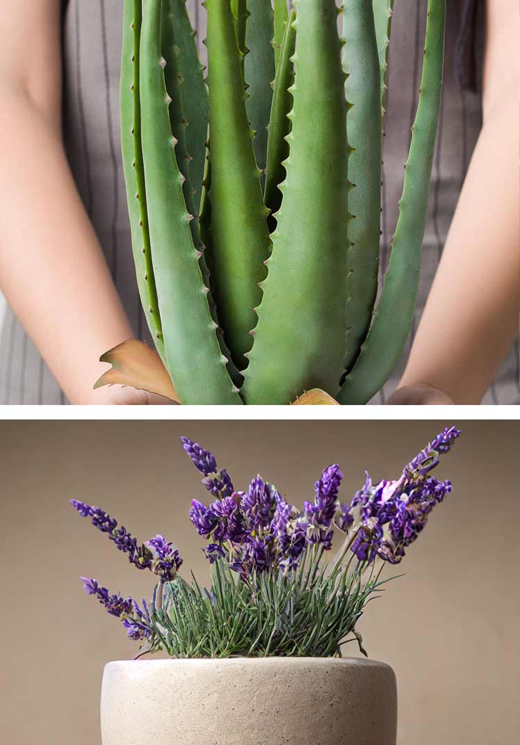 Plantas que puedes regalar en Navidad