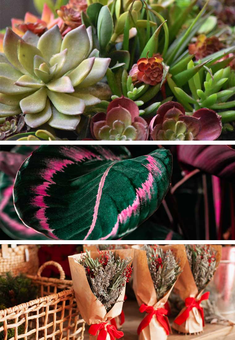 Plantas que puedes regalar en Navidad