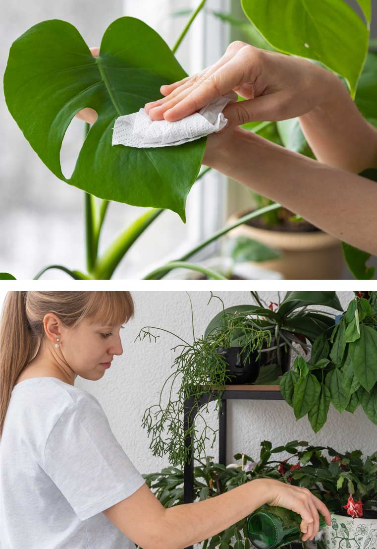 espacios-verdes-recuperar-tus-plantas-tras-navidad02 Cómo recuperar tus plantas tras las fiestas