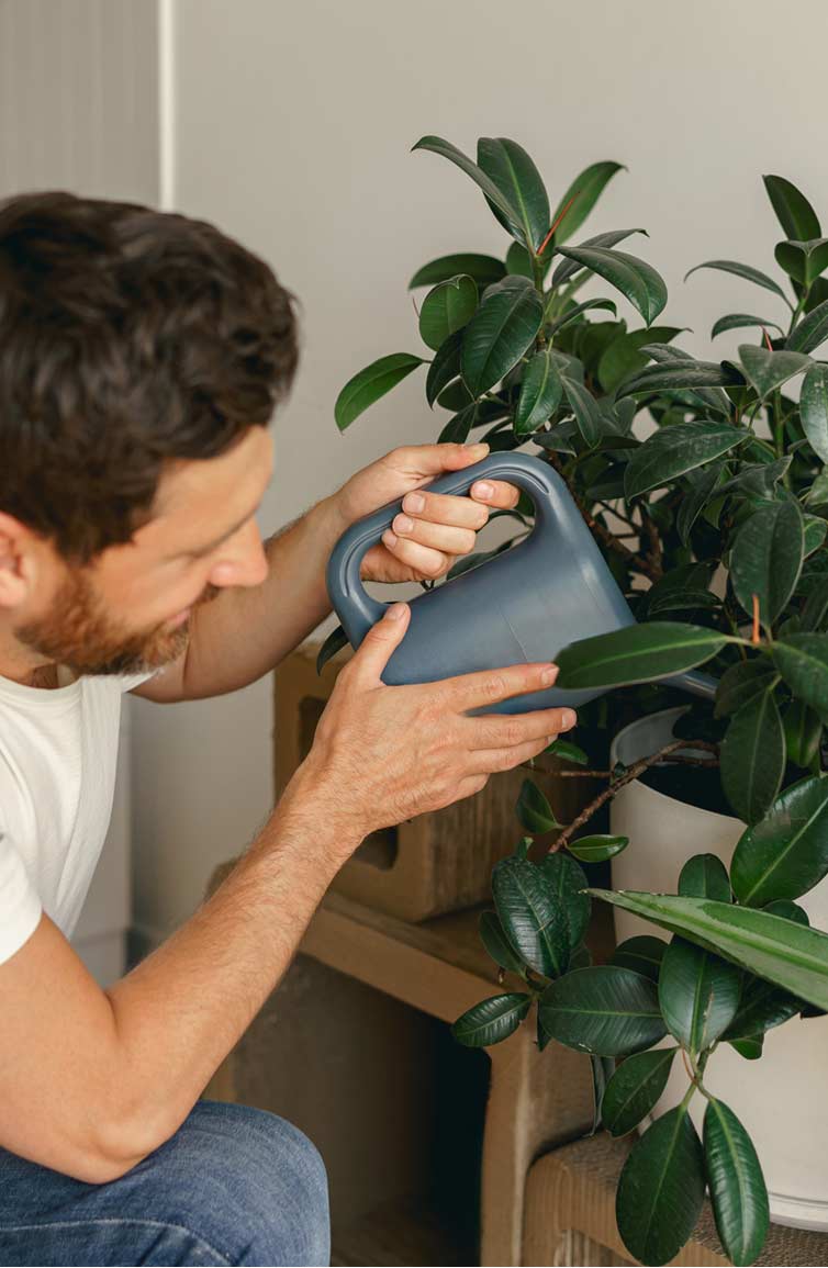 espacios-verdes-recuperar-tus-plantas-tras-navidad03