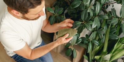 espacios-verdes-plagas-invernales01