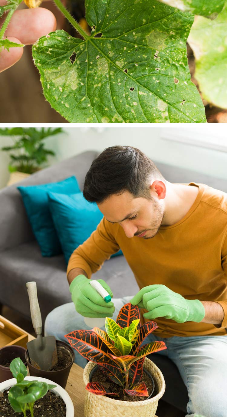 espacios-verdes-plagas-invernales03 Guía rápida de plagas invernales (y cómo prevenirlas sin productos agresivos)