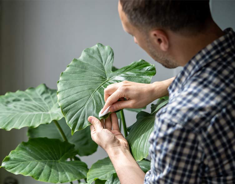 espacios-verdes-plagas-invernales04 Guía rápida de plagas invernales (y cómo prevenirlas sin productos agresivos)