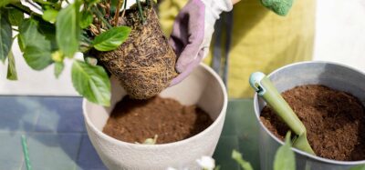 trasplantar-plantas-en-febrero01