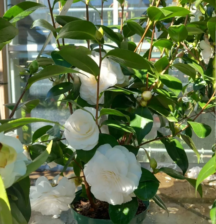 espacios-verdes-camelia-02