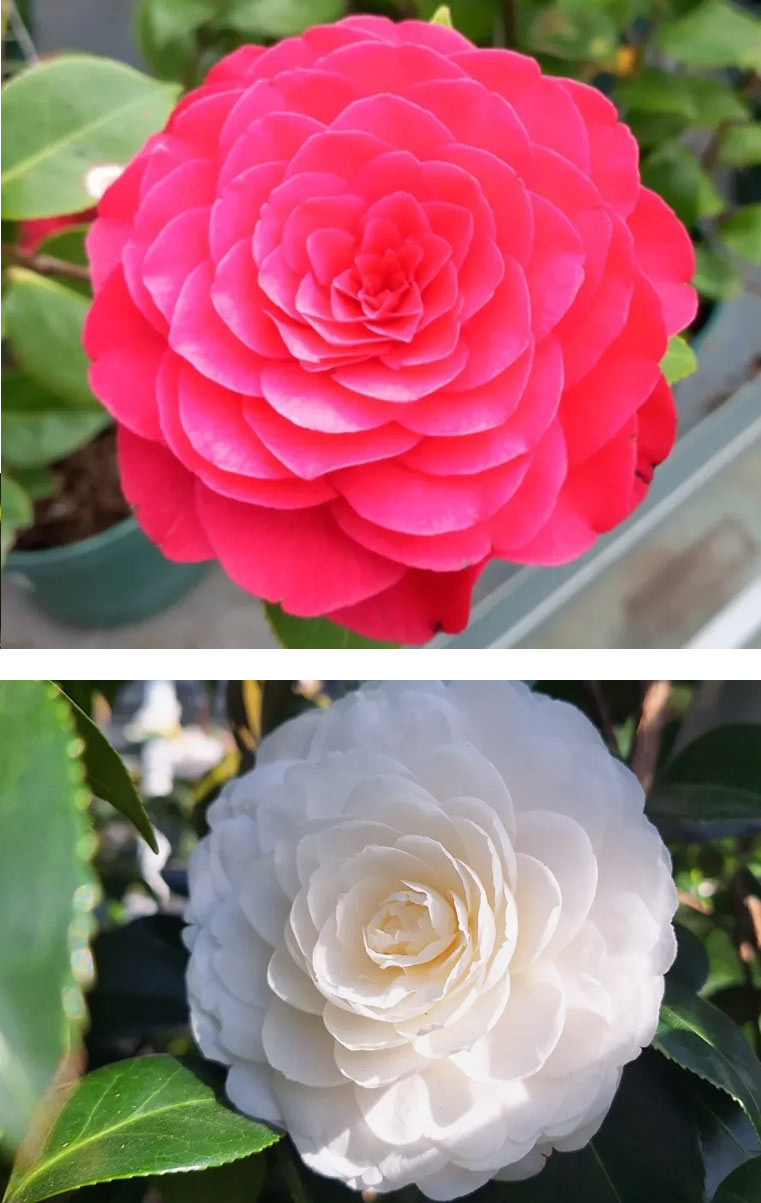 espacios-verdes-camelia-03