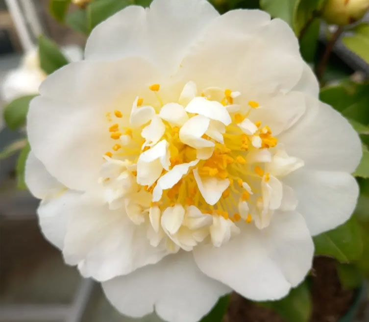 espacios-verdes-camelia-04