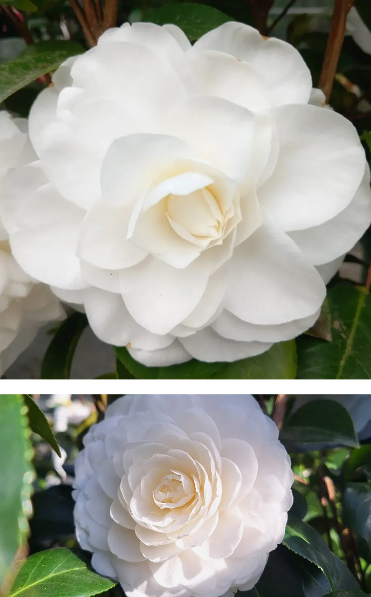 espacios-verdes-camelia-05