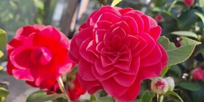 espacios-verdes-camelia-dest