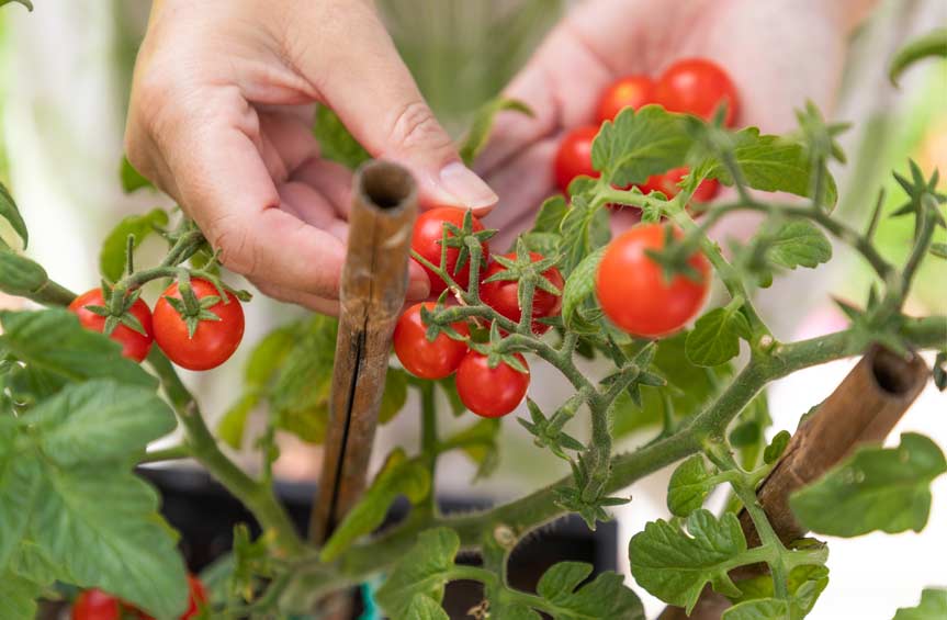 Qué plantar en abril (fácil y sin fallar)