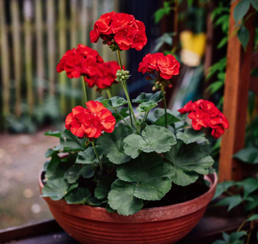Qué plantar en abril (fácil y sin fallar)
