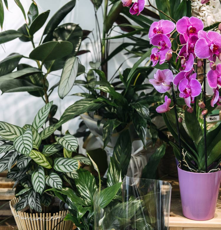 5 señales de que tu planta no está feliz (y cómo solucionarlo)