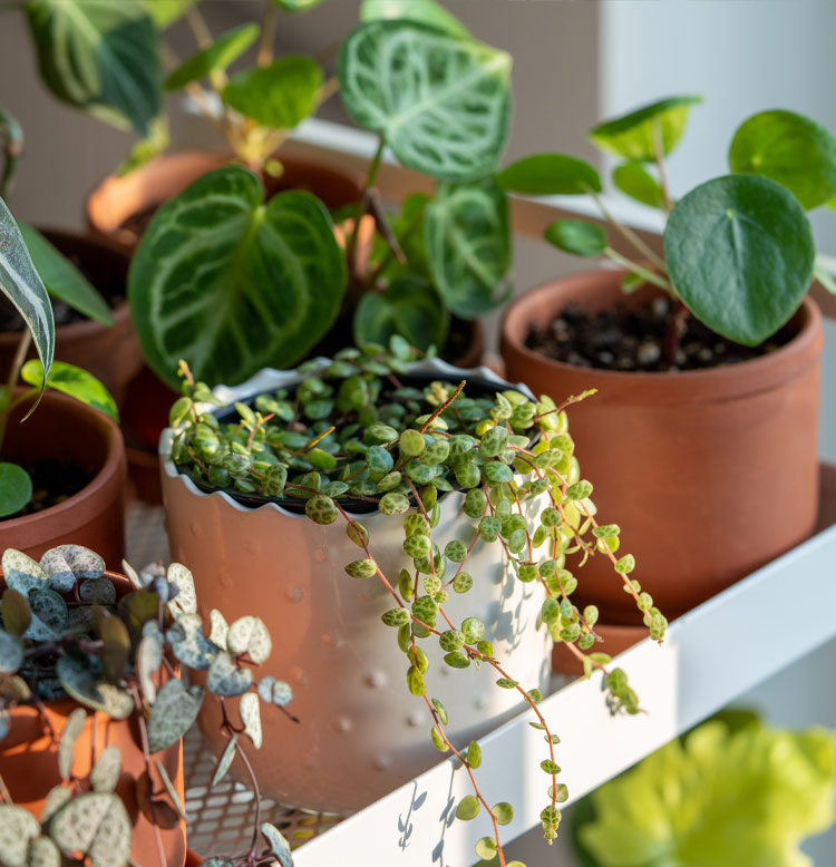 5 señales de que tu planta no está feliz (y cómo solucionarlo)