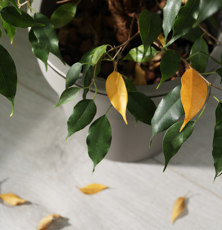 5 señales de que tu planta no está feliz (y cómo solucionarlo)