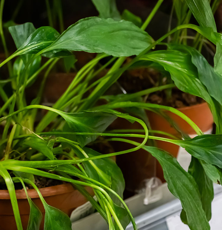 5 señales de que tu planta no está feliz (y cómo solucionarlo)