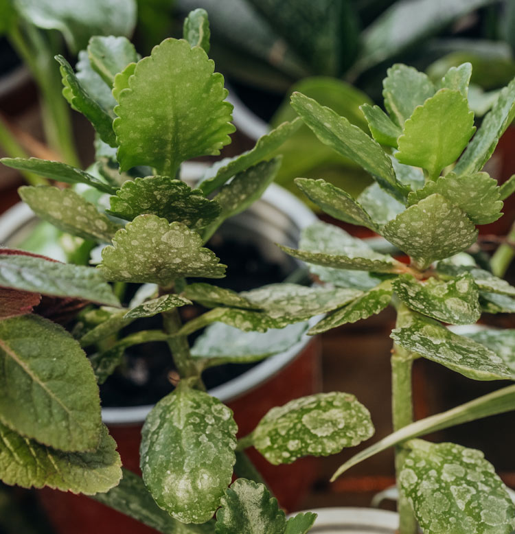 5 señales de que tu planta no está feliz (y cómo solucionarlo)