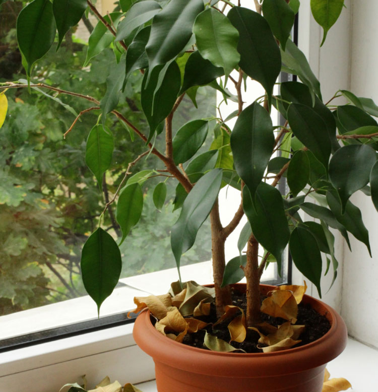 5 señales de que tu planta no está feliz (y cómo solucionarlo)