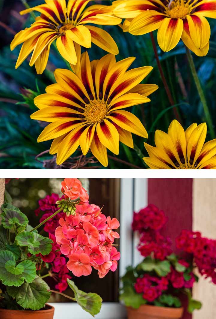 Las plantas que mejor soportan las olas de calor del verano