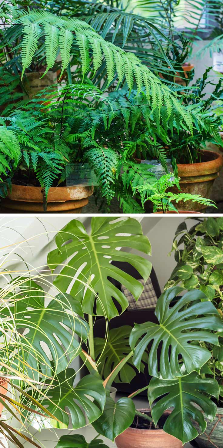Plantas que dan sensación de frescor en verano (aunque apriete el calor)