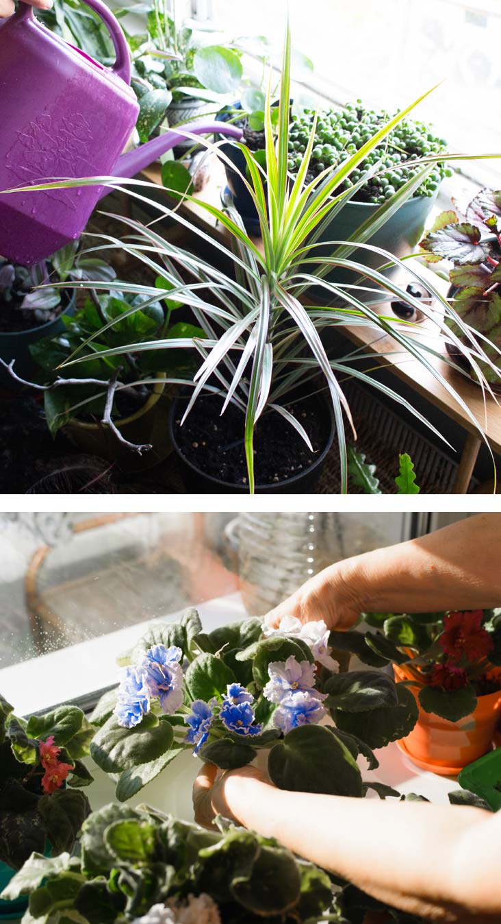 Cómo cuidar las plantas durante las vacaciones: consejos para que sobrevivan a tu ausencia