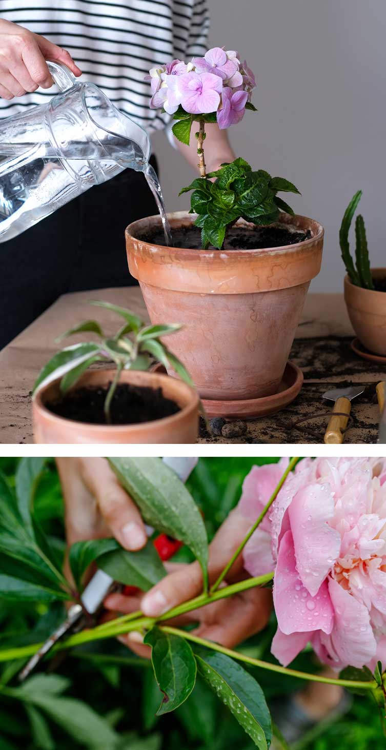 espaciosverdes-por-que-no-florecen-mis-plantas02 ¿Por qué no florecen mis plantas? 8 causas y cómo solucionarlo