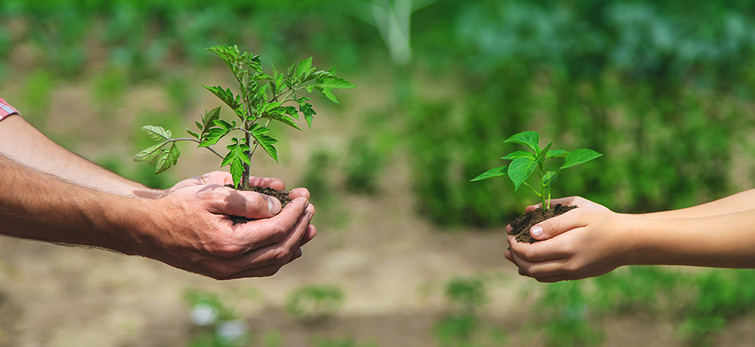 espaciosverdes-por-que-no-florecen-mis-plantas04 ¿Por qué no florecen mis plantas? 8 causas y cómo solucionarlo