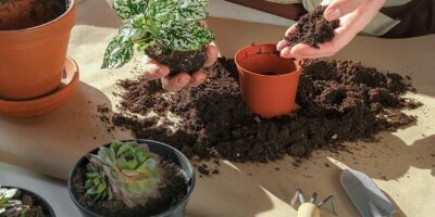 espacios-verdes-cada-cuanto-cambiar-la-tierra-de-la-maceta-blog00