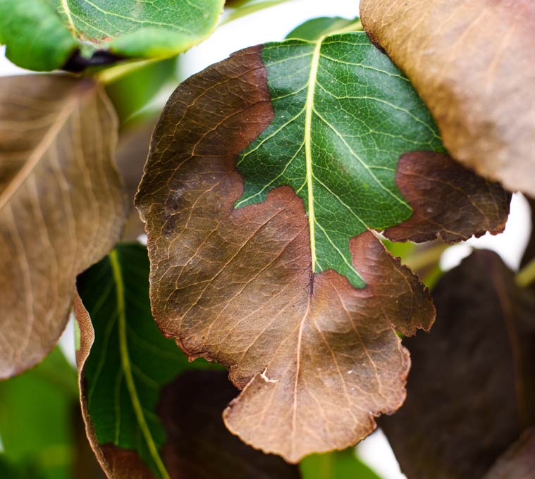 Cuidados para evitar las puntas marrones en las hojas de las plantas – Espacios Verdes