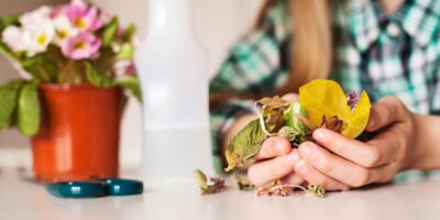 espacios-verdes-por-que-se-caen-las-hojas-de-las-plantas01