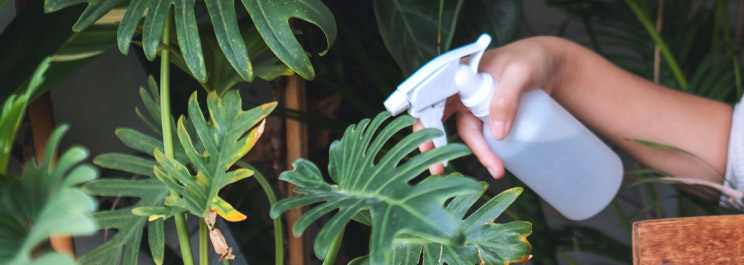 espacios-verdes-por-que-se-caen-las-hojas-de-las-plantas02 ¿Por qué se caen las hojas de las plantas? Causas y soluciones – Espacios Verdes