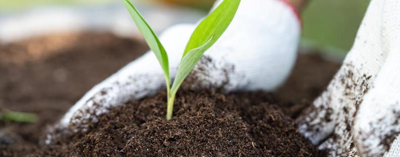 espacios-verdes-por-que-se-caen-las-hojas-de-las-plantas05 ¿Por qué se caen las hojas de las plantas? Causas y soluciones – Espacios Verdes