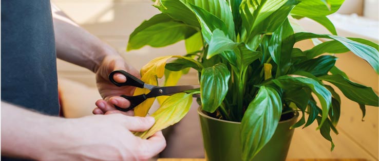 espacios-verdes-por-que-se-caen-las-hojas-de-las-plantas06 ¿Por qué se caen las hojas de las plantas? Causas y soluciones – Espacios Verdes