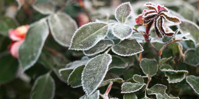 espacios-verdes-como-preparar-tus-plantas-para-el-frio00