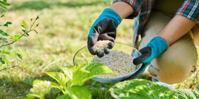 espacios-verdes-cuando-dejar-de-abonar-tus-plantas-dest